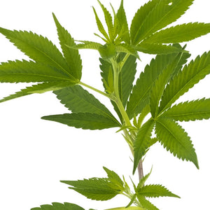 Orange Bud Hanfpflanzen - Hanfify