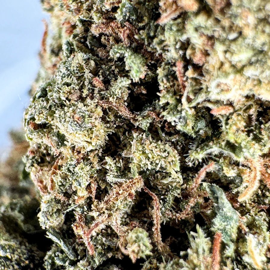 Orange Bud Ökopack - Blüten - Hanfify®