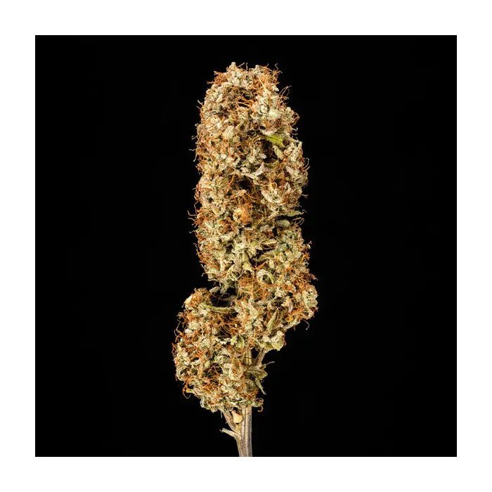 Orion F1 | Autoflowering Cannabissamen - Hanfify