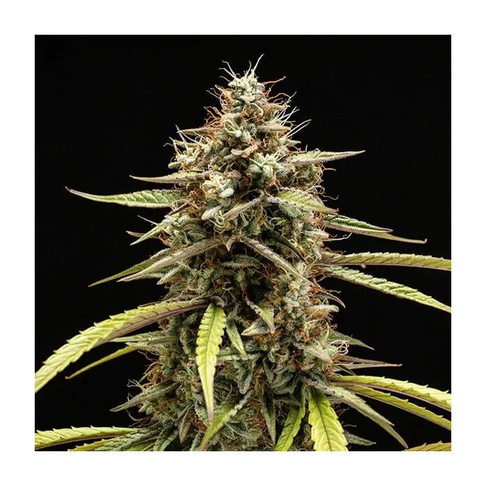 Orion F1 | Autoflowering - Cannabissamen - Hanfify®