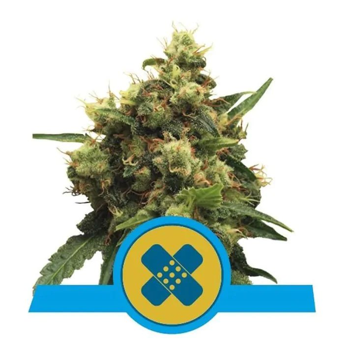 Painkiller XL CBD | Feminisiert Cannabissamen - Hanfify