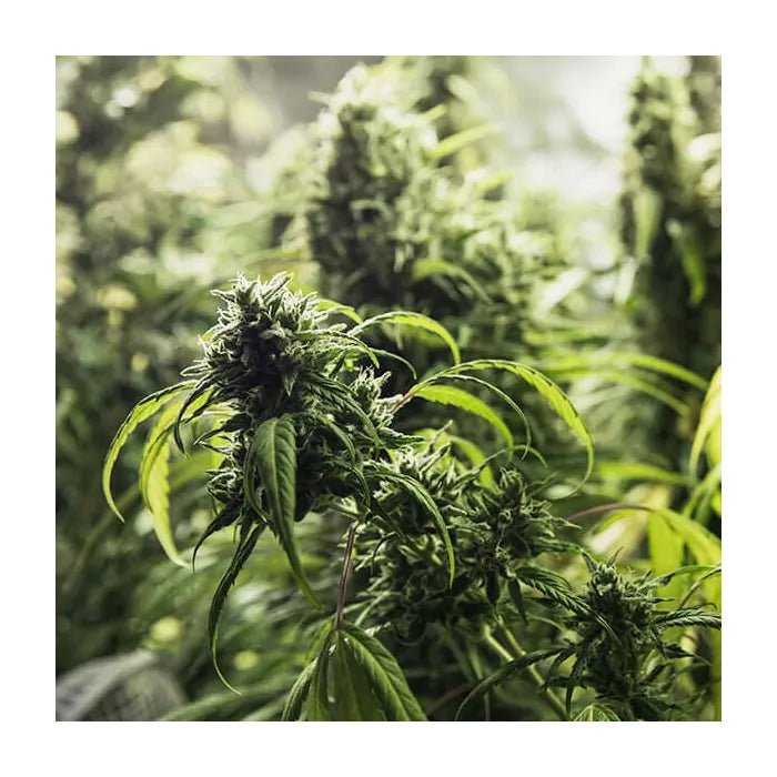 Painkiller XL CBD | Feminisiert Cannabissamen - Hanfify