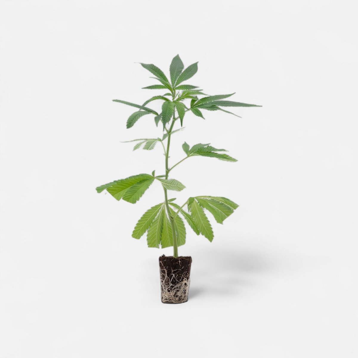 Permanent Marker Hanfpflanzen - Hanfify