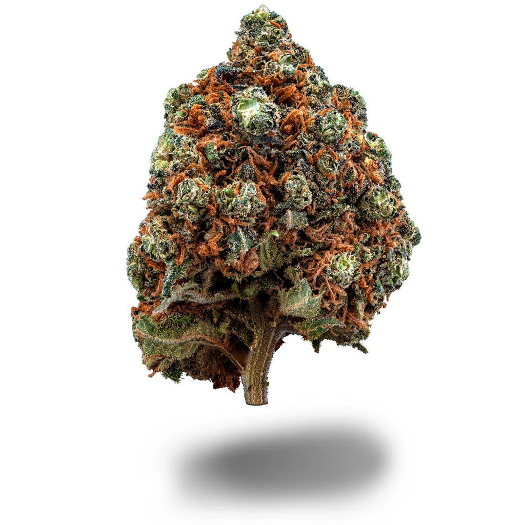 Pink Mimosa Blüten 2,5g - Hanfify