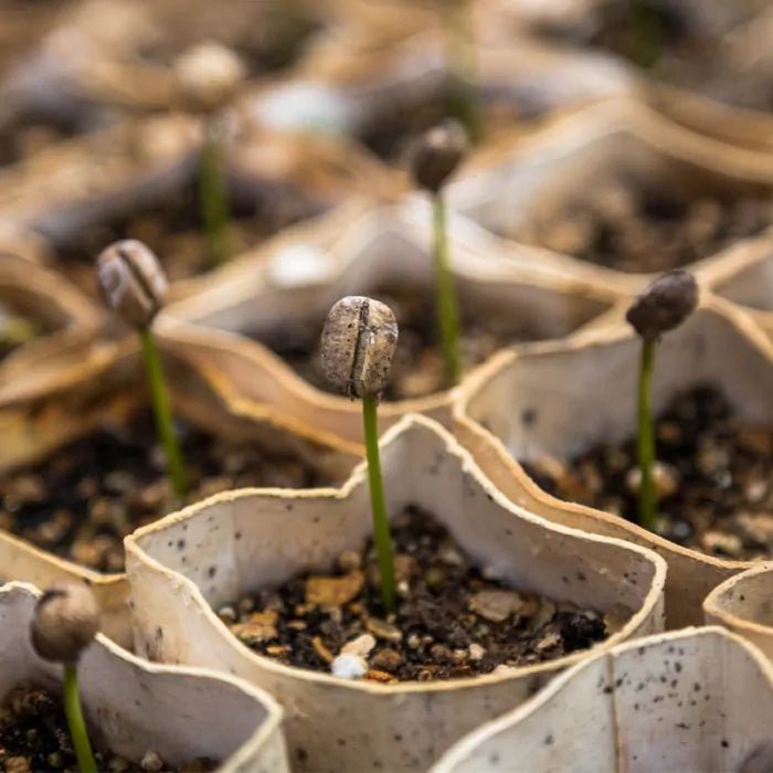 Plagron Growmix Erde mit Perlite Growshop - Hanfify