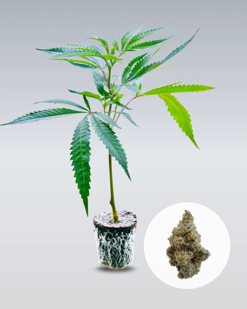 Platinum Chunck Cookies Hanfstecklinge - Hanfify