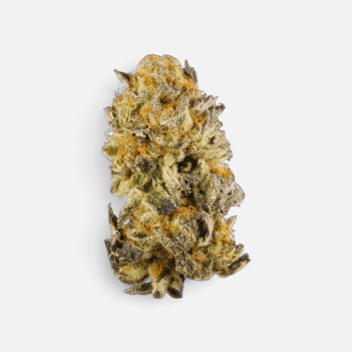 Platinum Chunck Cookies Hanfstecklinge - Hanfify