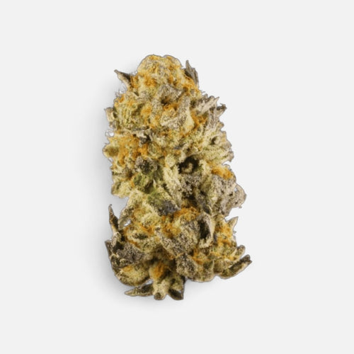 Platinum Chunck Cookies Hanfstecklinge - Hanfify