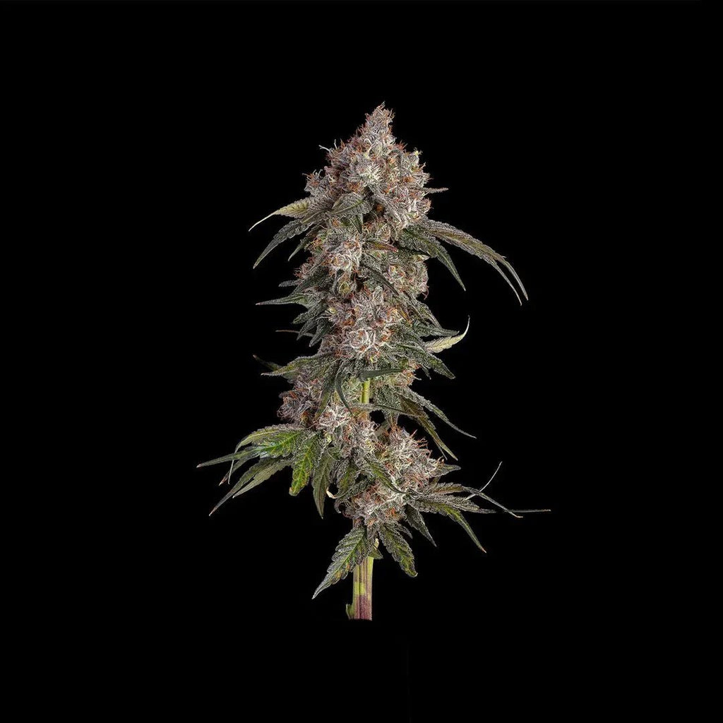 Platinum OG Samen Feminisiert - Cannabissamen - Hanfify®