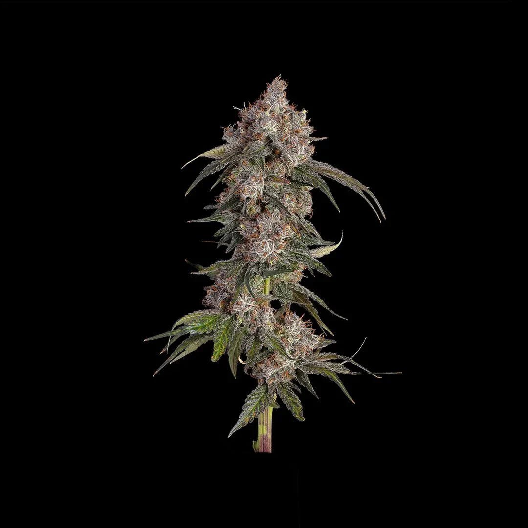 Platinum OG Samen Feminisiert - Cannabissamen - Hanfify®
