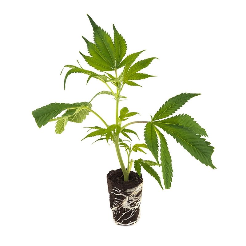 Power Plant® Hanfpflanzen - Hanfify