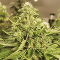 Pure CBG Samen Feminisiert Cannabissamen 1 Samen (+1 Gratis) - Hanfify®