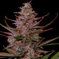 Purple Frost Steckling - Hanfstecklinge - Hanfify®