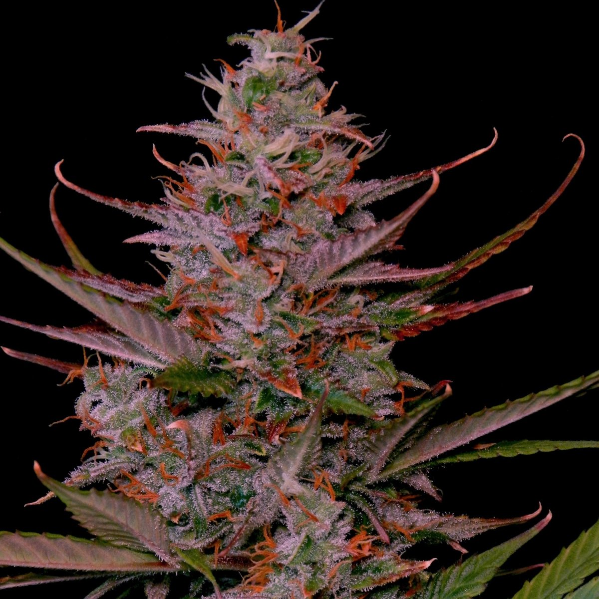 Purple Frost Steckling - Hanfstecklinge - Hanfify®