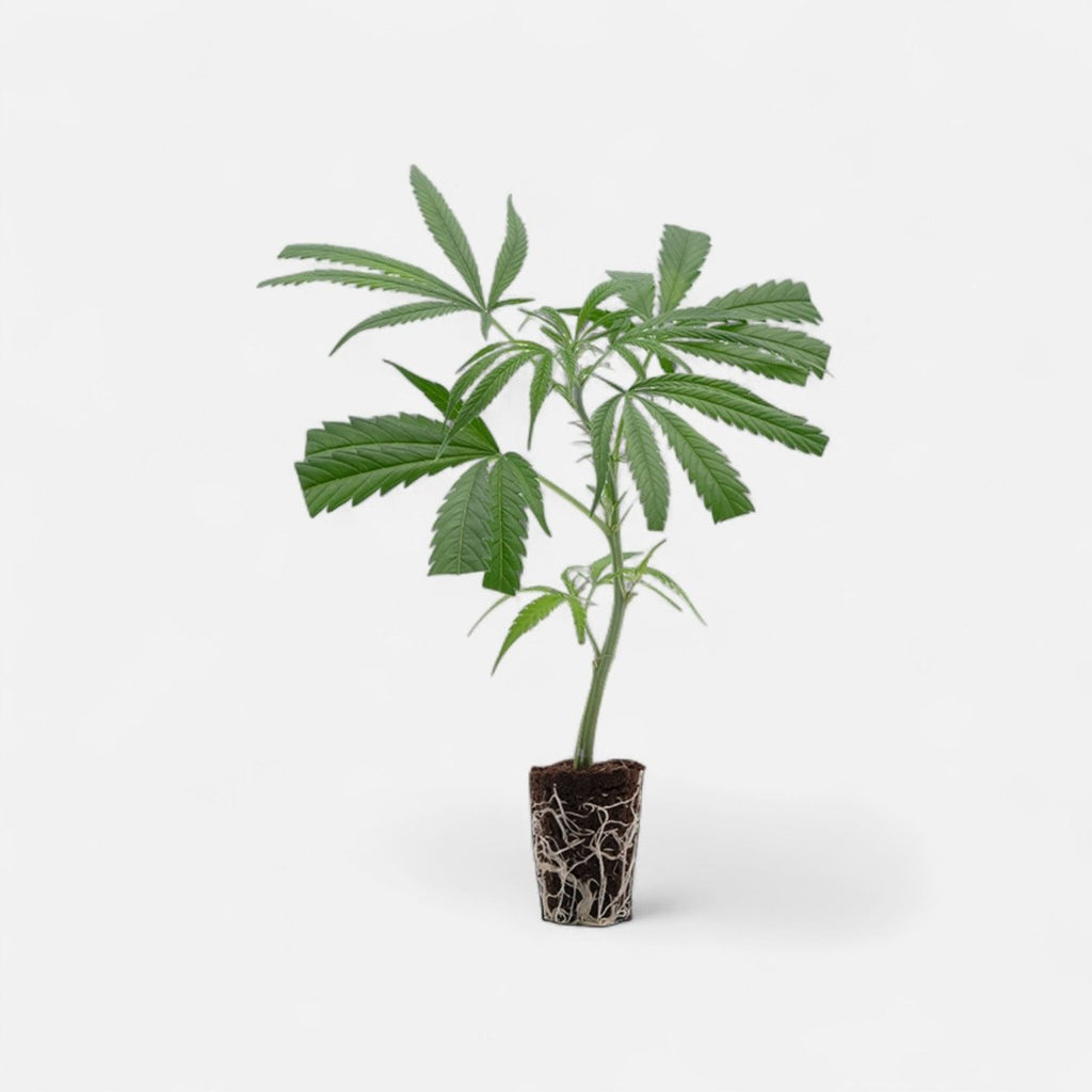 Purple Haze Hanfpflanzen - Hanfify