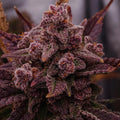 Purple Haze Samen Automatik - Cannabissamen - Hanfify®