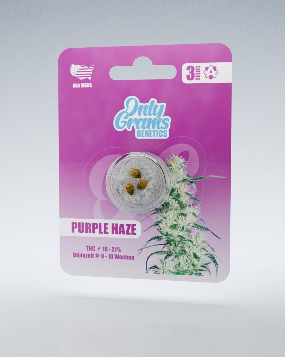 Purple Haze – THC - Seeds Cannabissamen - Hanfify