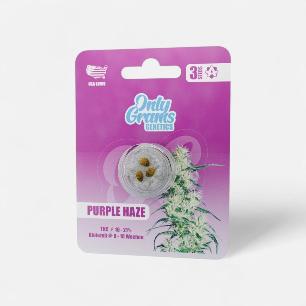 Purple Haze – THC-Seeds - Cannabissamen - Hanfify®