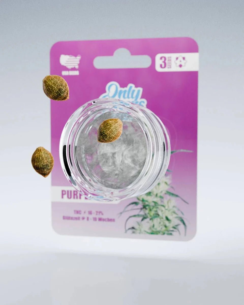 Purple Haze – THC-Seeds - Cannabissamen - Hanfify®