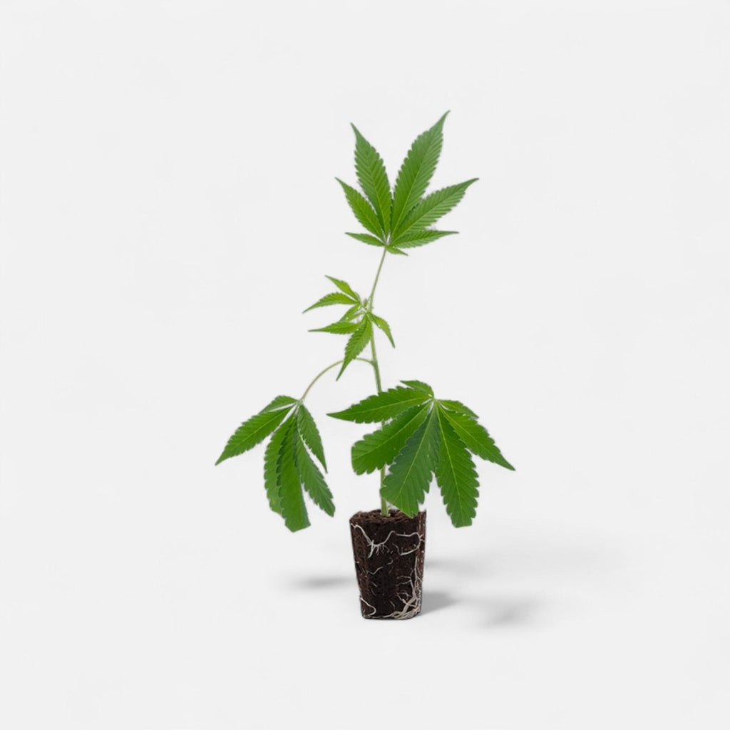 Purple Punch Hanfpflanzen - Hanfify