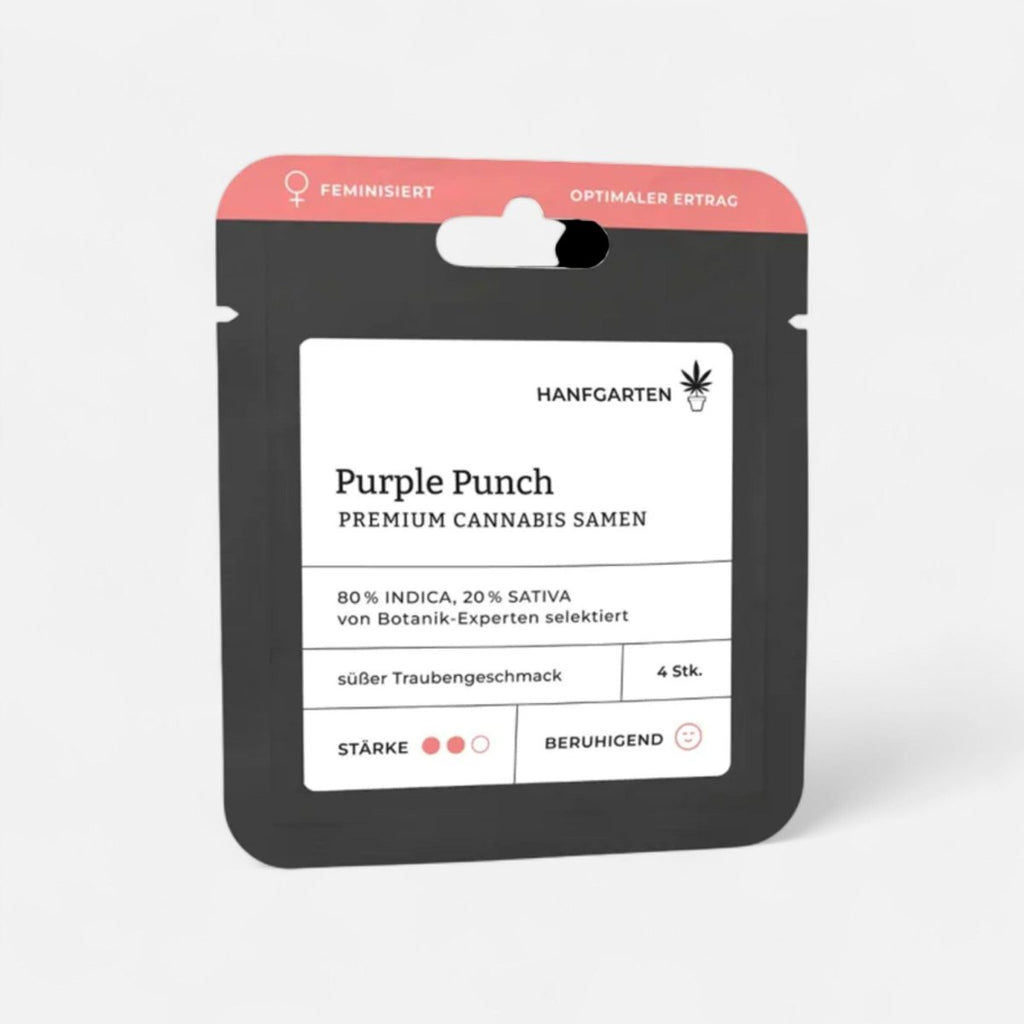 Purple Punch | Feminisiert - Cannabissamen - Hanfify®