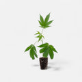 Purple Punch - Hanfstecklinge - Hanfify®
