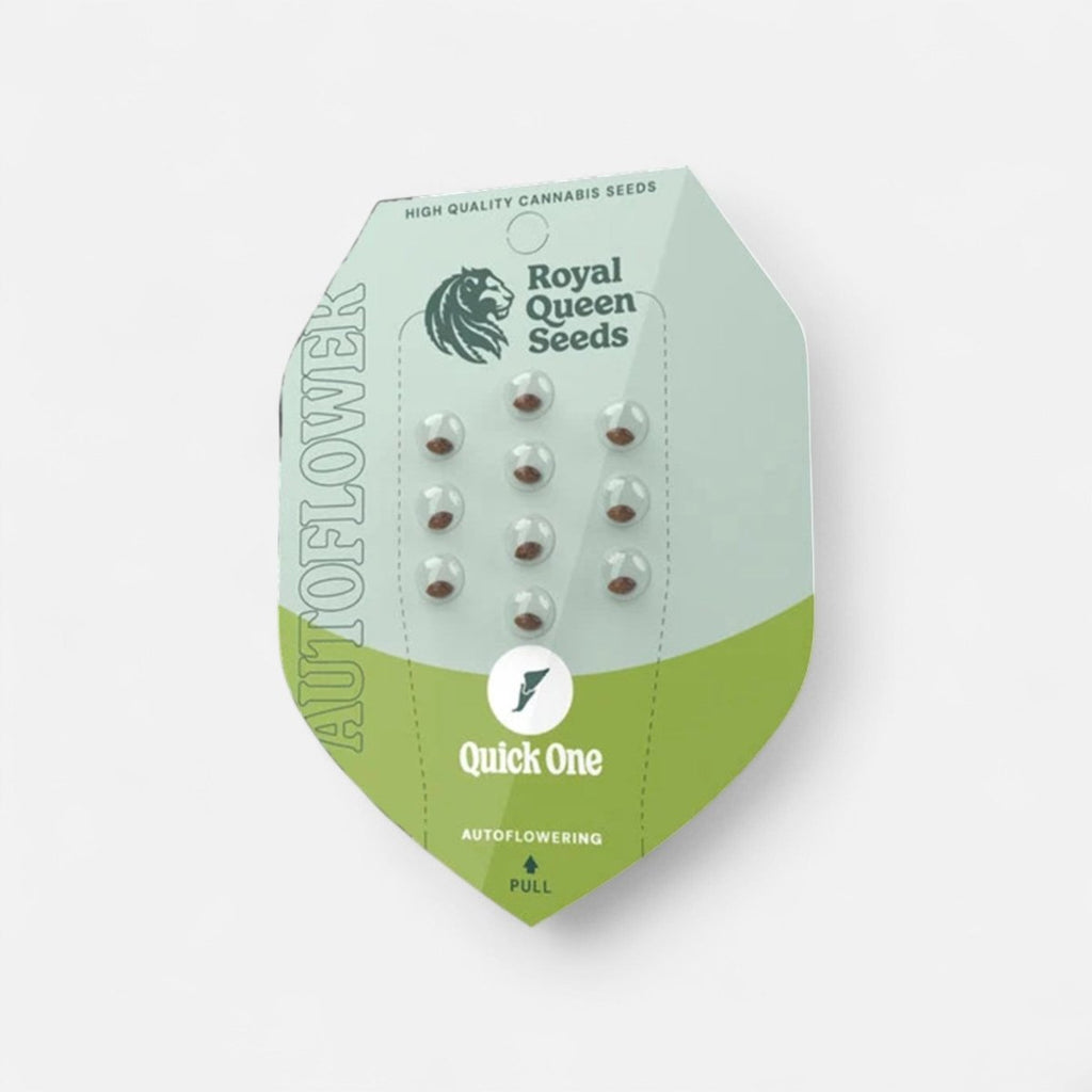 Quick One | Autoflowering Cannabissamen - Hanfify