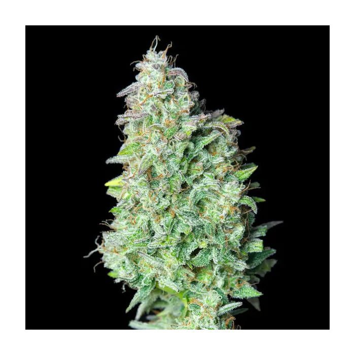 Quick One | Autoflowering Cannabissamen - Hanfify