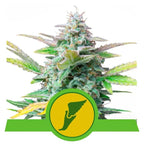 Quick One | Autoflowering Cannabissamen - Hanfify