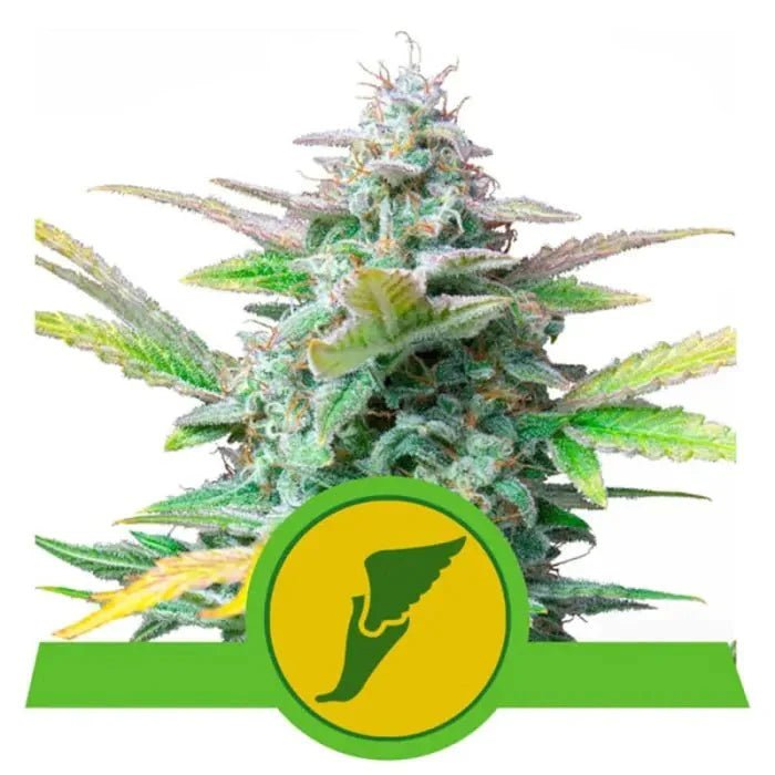 Quick One | Autoflowering - Cannabissamen - Hanfify®