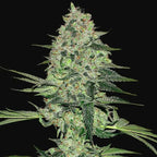 Rhino Ryder | Autoflowering Cannabissamen - Hanfify