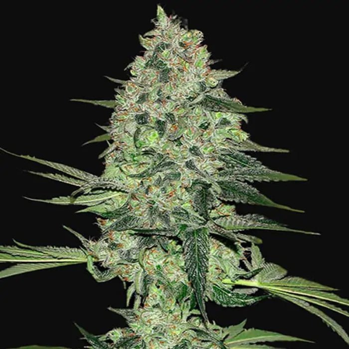 Rhino Ryder | Autoflowering Cannabissamen - Hanfify