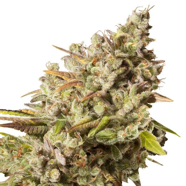 Royal Gorilla | Feminisiert Cannabissamen - Hanfify