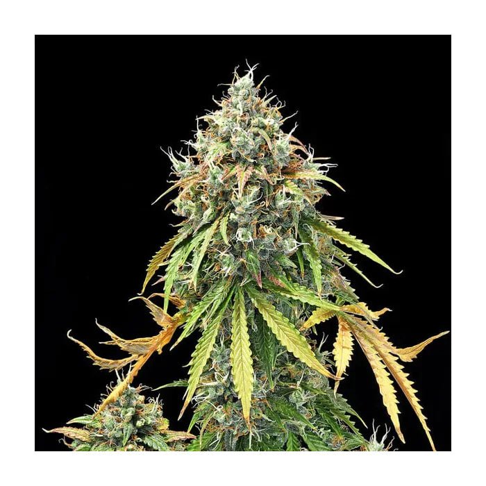 Royal Haze | Autoflowering Cannabissamen - Hanfify