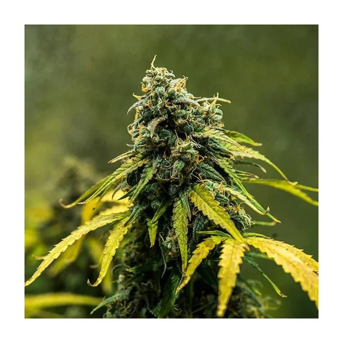 Royal Haze | Autoflowering Cannabissamen - Hanfify