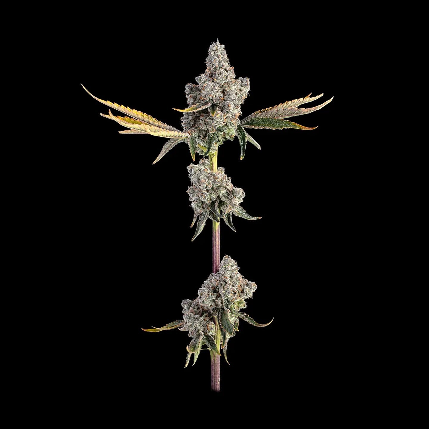 Runtz Samen Feminisiert Cannabissamen 3 Stück - Hanfify