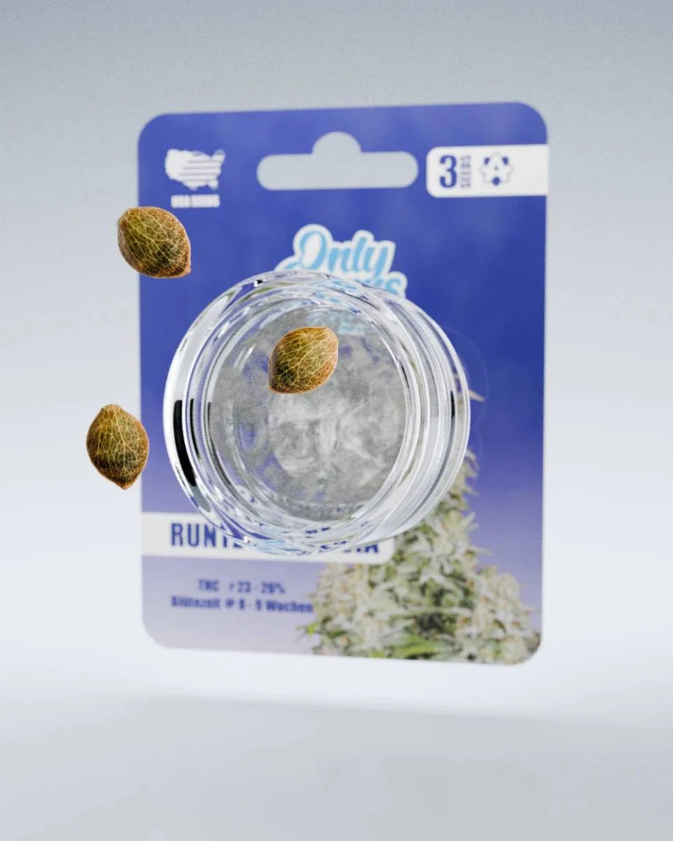 Runtz x Amnesia THC-Seeds - Cannabissamen - Hanfify®