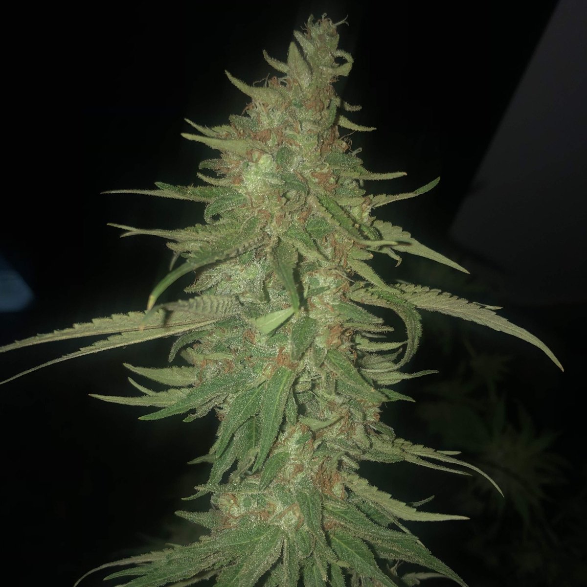 Runtz x Wedding Cake Samen Feminisiert Cannabissamen 1 Samen (+1 Gratis) - Hanfify®