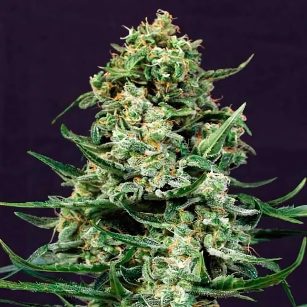 Sir Jack CBD Samen Automatik Cannabissamen 1 Samen (+1 Gratis) - Hanfify®