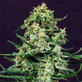 Sir Jack CBD Samen Automatik - Cannabissamen - Hanfify®