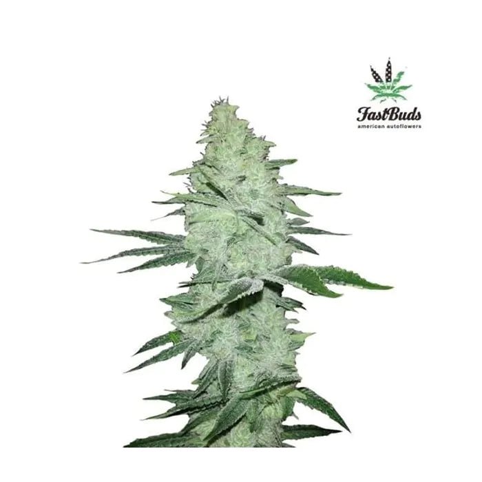 Six Shooter | Autoflowering Cannabissamen - Hanfify