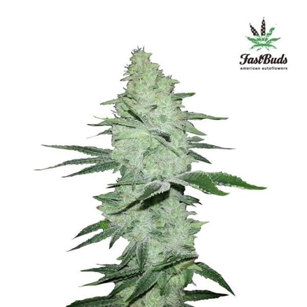 Six Shooter | Autoflowering Cannabissamen - Hanfify