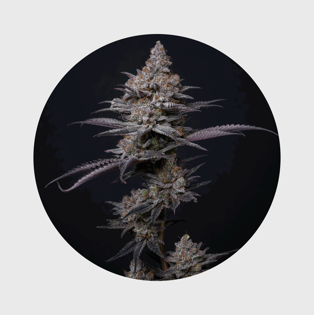 NEU!! Cali Genetics Blueberry Bubba 21% THC 🌱 fast flowering