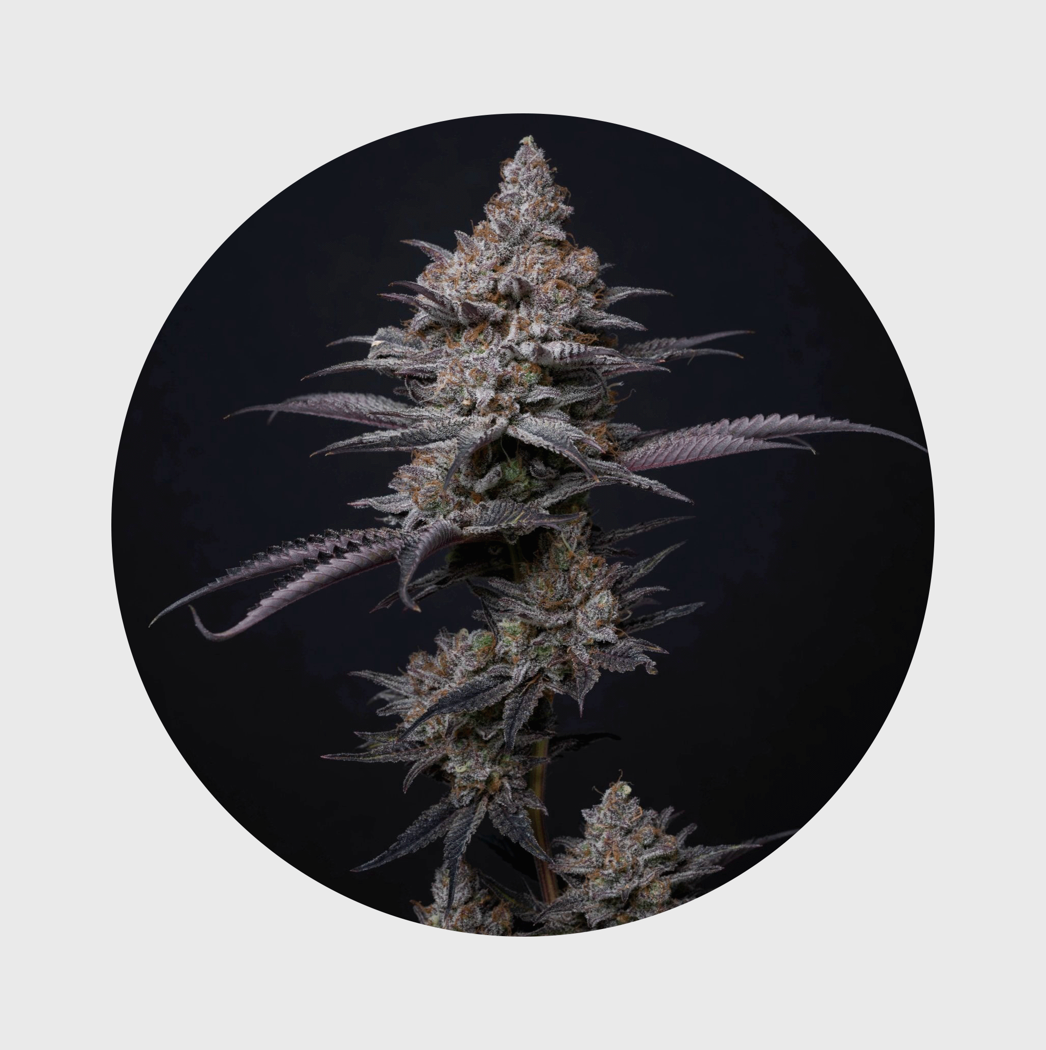 NEU!! Cali Genetics Blueberry Bubba 21% THC 🌱 fast flowering
