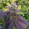 Skittlez Samen Feminisiert - Cannabissamen - Hanfify®