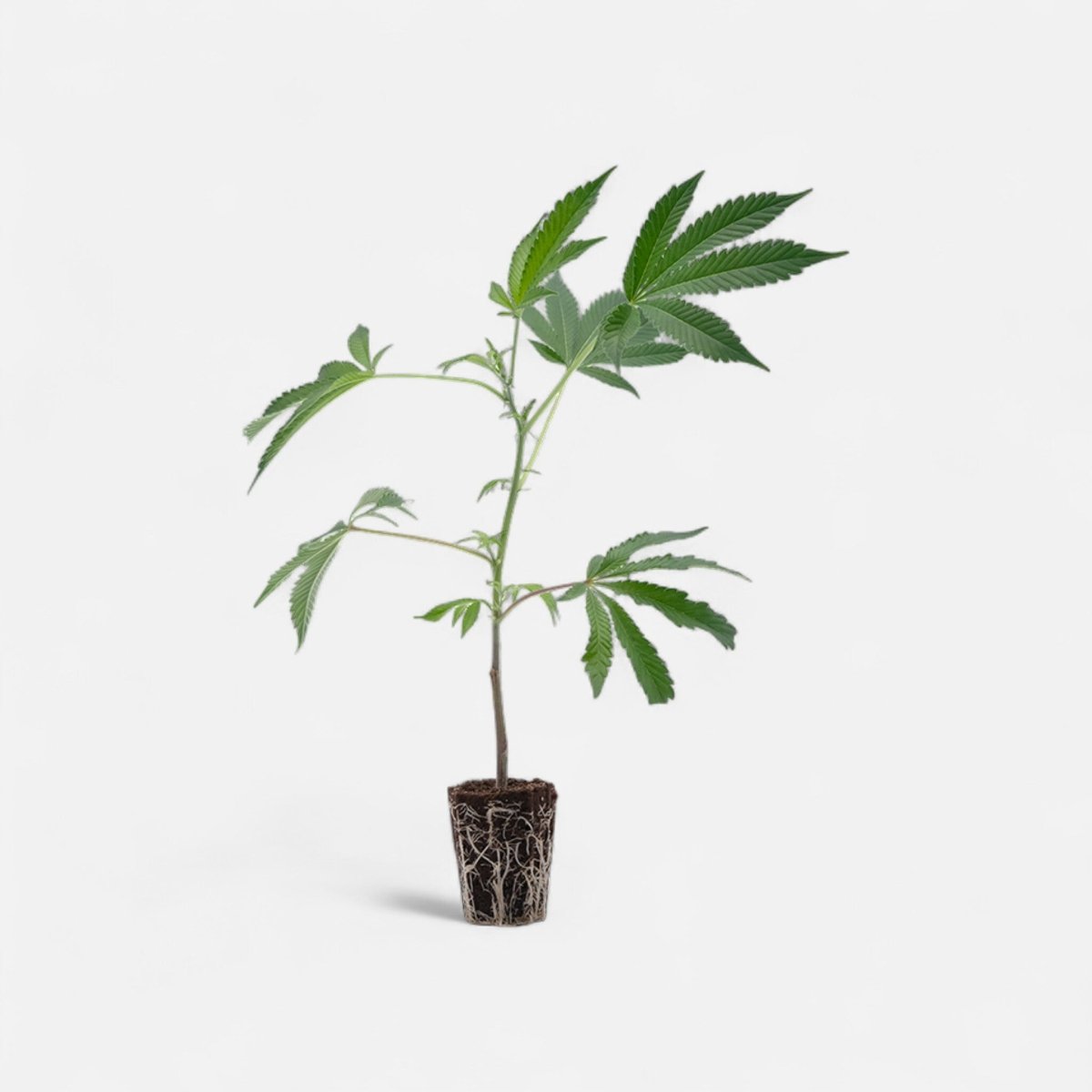 Skunk 1 Hanfpflanzen - Hanfify