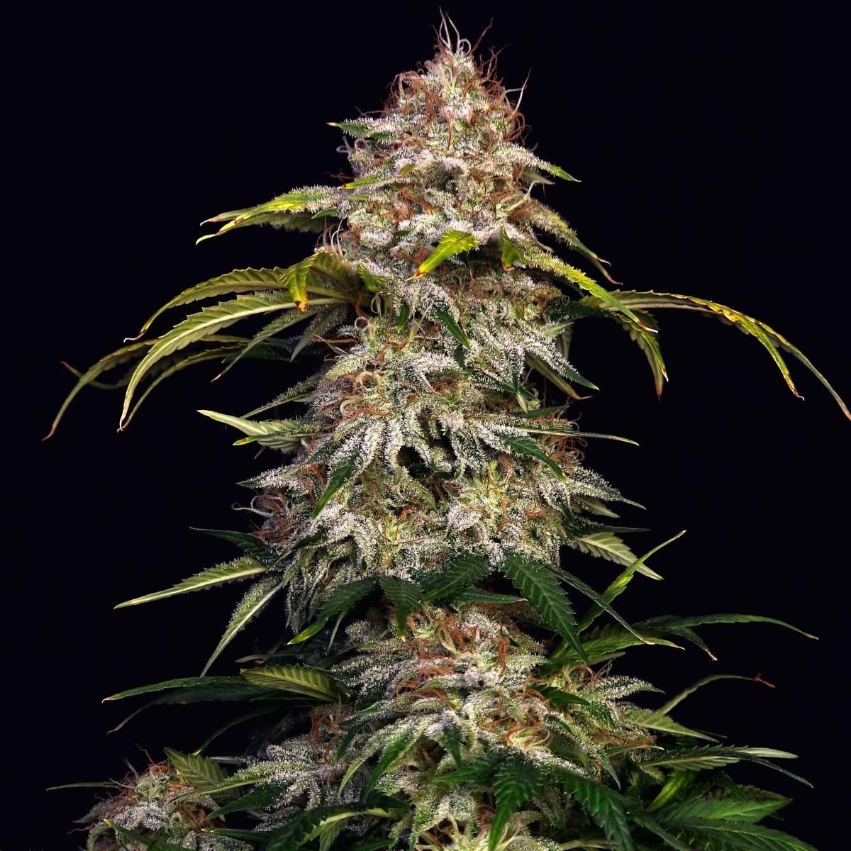 Sour Diesel US Samen Feminisiert - Cannabissamen - Hanfify®