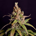 Sour Tangie Samen Automatik - Cannabissamen - Hanfify®