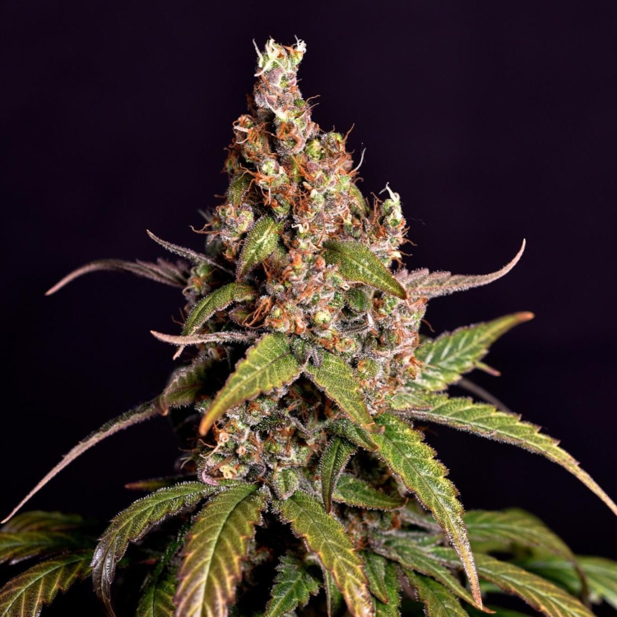 Sour Tangie Samen Automatik - Cannabissamen - Hanfify®
