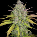 Strawberry CBD Samen Feminisiert Cannabissamen 1 Samen ( +1 gratis) - Hanfify®
